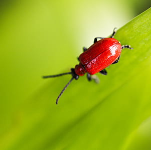 closeup photo of red blister beetle perching on green leaf thumbnail