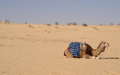 camel lying on ground thumbnail
