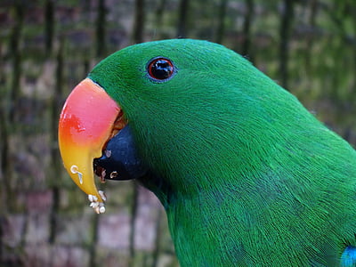 close-up photo of parrot thumbnail