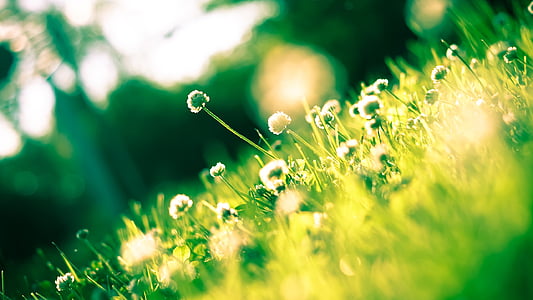 green grass field thumbnail