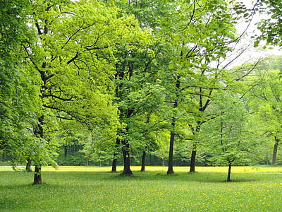 green leaf trees thumbnail