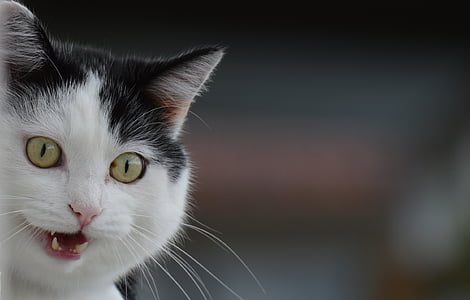 close up photography of short coated white cat thumbnail