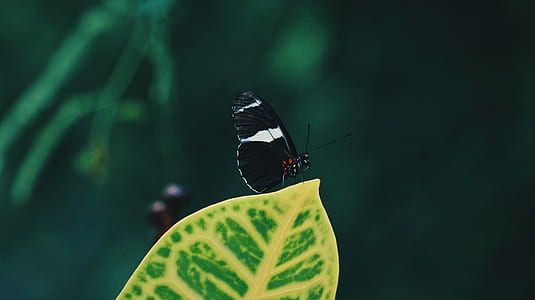 black zebra longwing butterfly perching on green leafed plant in selective focus photography thumbnail