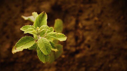 Close-up of Fresh Green Plant thumbnail
