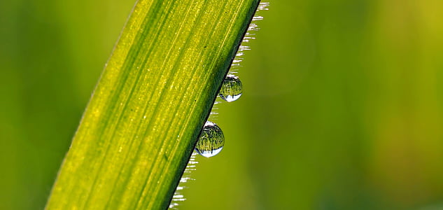 macro shot photography of water drop of leaves thumbnail