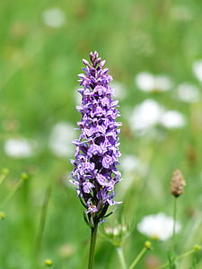 selective focus photo of purple flower thumbnail