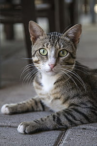 brown tabby cat close up photography thumbnail