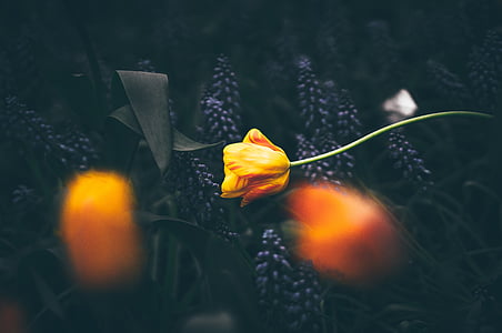 selective focus photography of orange rose thumbnail