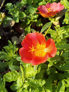 Portulaca Oleracea thumbnail