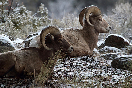 two brown rams on beside rocks thumbnail