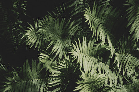 green fern plant thumbnail