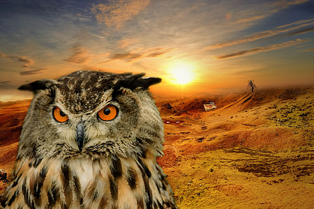 closeup photo of brown owl with sun as background thumbnail