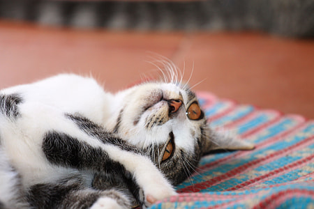 selective focus photography of cat lying on blue and pink mat thumbnail