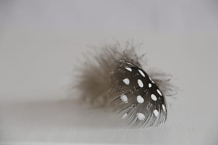 close-up photography of black and white polka-dot feather thumbnail