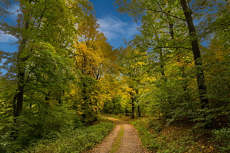 pathway between green trees thumbnail