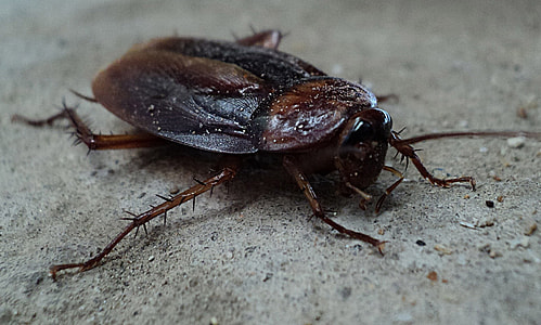 closeup photography of black and brown cockroach on gray concrete pavement thumbnail