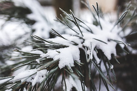 green leafed plant covered with snow thumbnail