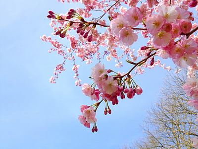 tree with white and pink flowers thumbnail