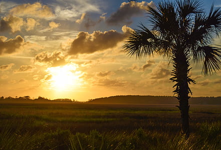 Silhouette of Tree During Sunset thumbnail
