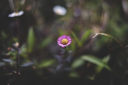 selective focus photograph of pink petaled flower thumbnail