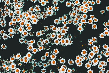white daisy flowers thumbnail
