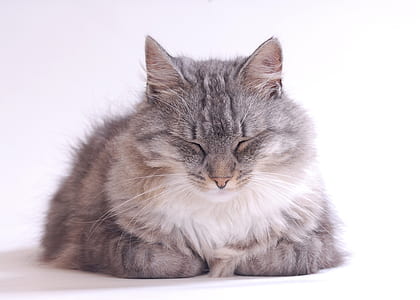 reclining cat against white background thumbnail