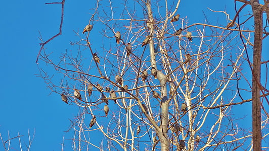 leafless tree thumbnail