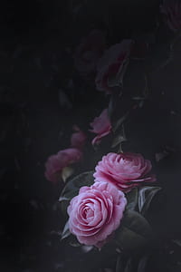 pink roses photography thumbnail