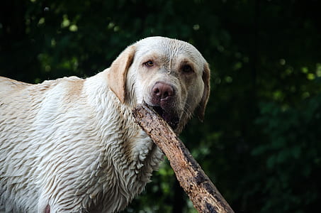 wet Labrador retriever fetching stick thumbnail