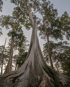green leafed tree during daytime thumbnail