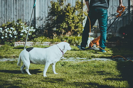 Photo Of Dog on Grass thumbnail