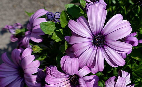 purple petaled flowers thumbnail