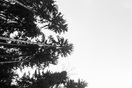 scenery of trees thumbnail