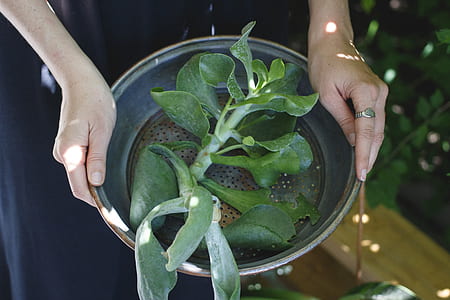 person holding pot of green leafed plant thumbnail