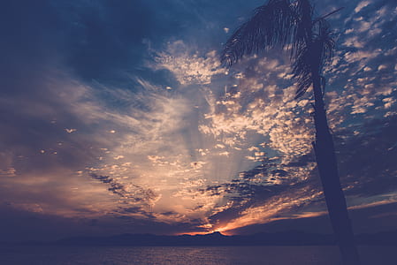 silhouette-photo of palm tree with view of mountain range across body of water thumbnail