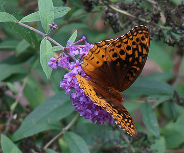 Great Spangled Fritillary, Fritillary thumbnail