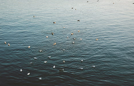 flock of birds on calm body of water thumbnail