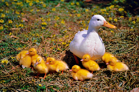 white duck with ducklings thumbnail