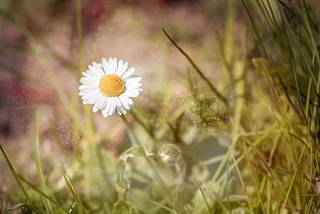 white chamomile closeup photography at daytime thumbnail