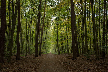 green forest thumbnail