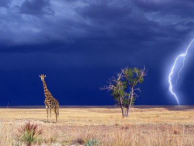 Giraffe in the landscape with Lightning in the Background thumbnail