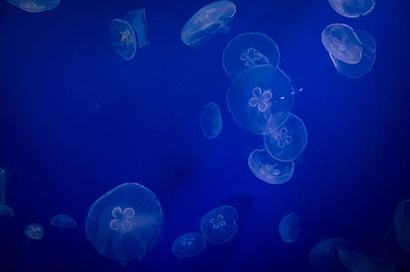 white jellyfishes underwater photo thumbnail