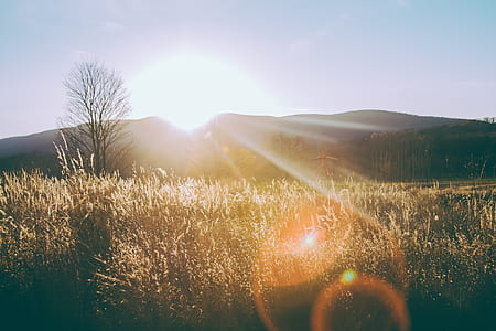 brown grasses with silhouette mountains background thumbnail