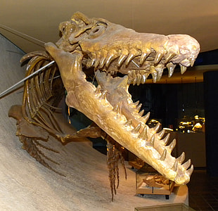 Mosasaur skeleton from the Cretaceous thumbnail