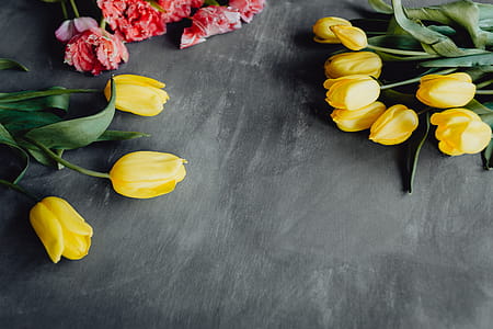 Colorful flowers on grey background with copy space thumbnail
