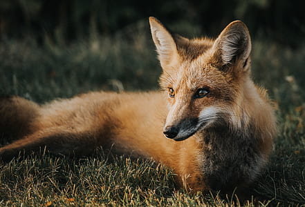 brown fox lying on ground thumbnail
