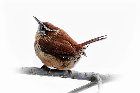 brown long-beak bird perching on twig thumbnail