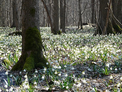 white petaled flower field on forest at daytime thumbnail