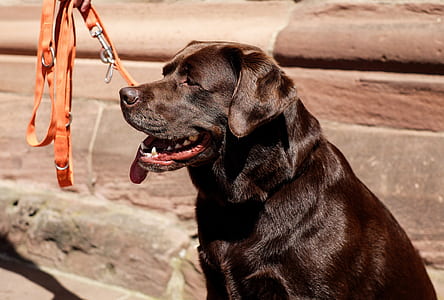 black labrador retriever thumbnail