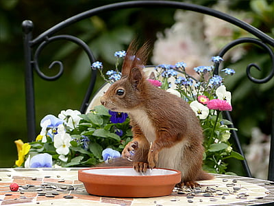 brown animal thumbnail
